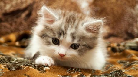Fluffy Kitten on a Cozy Blanket wallpaper