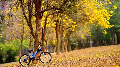 Golden Autumn Ride Blissful Serenity Outdoors wallpaper
