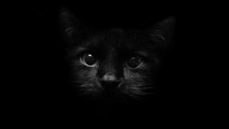 Mystical Gaze of a Black Cat wallpaper
