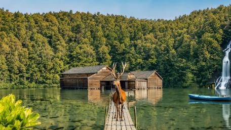Majestic Deer by the Tranquil Lake wallpaper