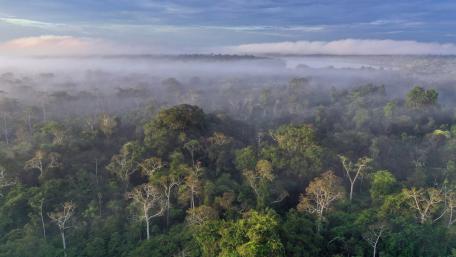 Majestic Misty Rainforest Scene wallpaper