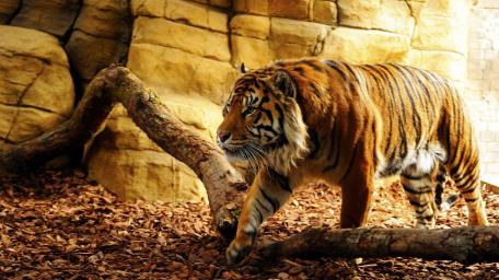 Tiger wallpaper