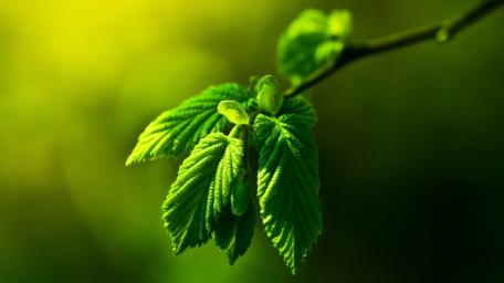 Lush Green Leaves in Macro Detail wallpaper