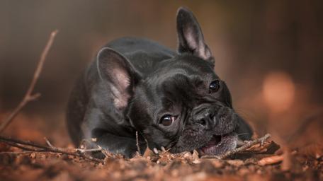 Charming French Bulldog in Nature Setting wallpaper