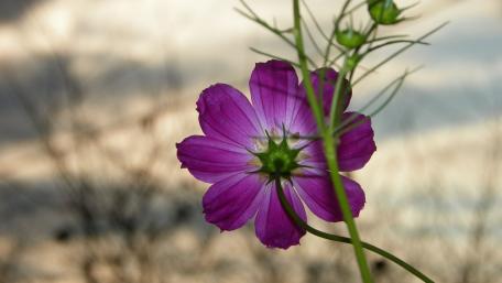 Vibrant Cosmos Flower Against a Soft Sky wallpaper