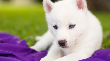 White Husky Puppy wallpaper