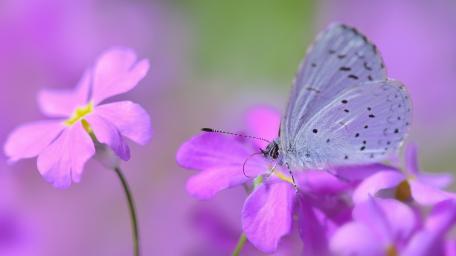 Delicate Butterfly Among Purple Blooms wallpaper