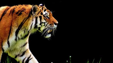 Majestic Tiger in Dark Elegance wallpaper