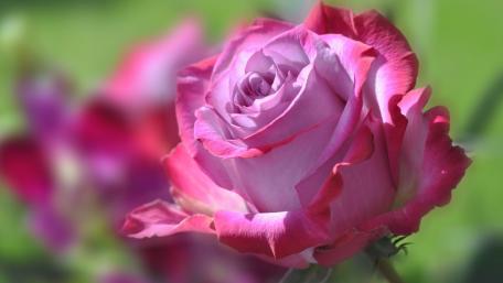 Elegant Pink Rose in Full Bloom wallpaper