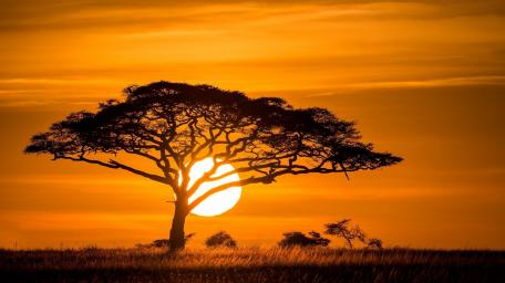 Burning Sunset Over Savanna Tree Scene wallpaper