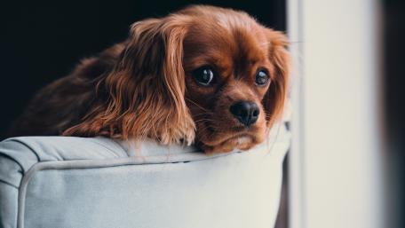 Adorable Spaniel with Expressive Eyes Looking Thoughtful wallpaper