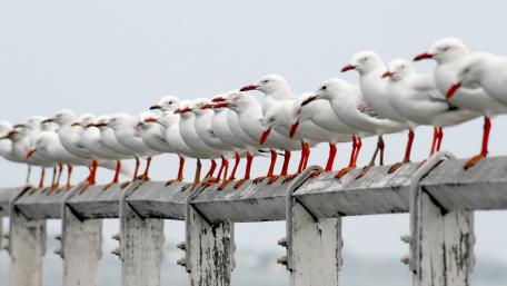 Seagulls wallpaper