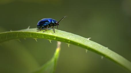 Beetle wallpaper
