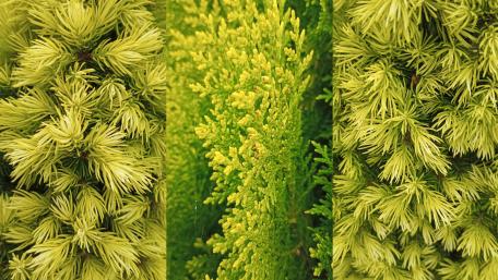 Conifers wallpaper