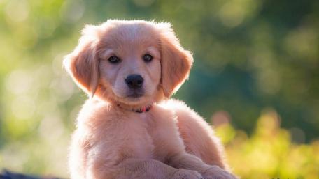 Golden Retriever puppy wallpaper