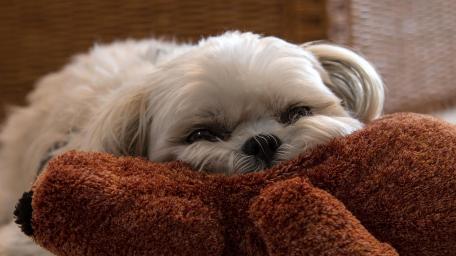 Adorable Shih Tzu Relaxing with Toy wallpaper