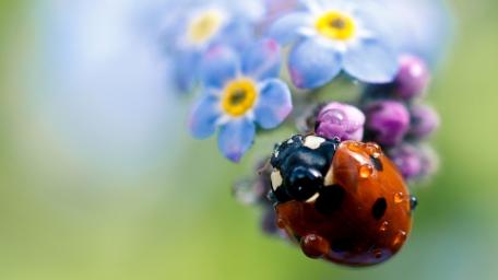Charming Ladybug on Delicate Flowers wallpaper