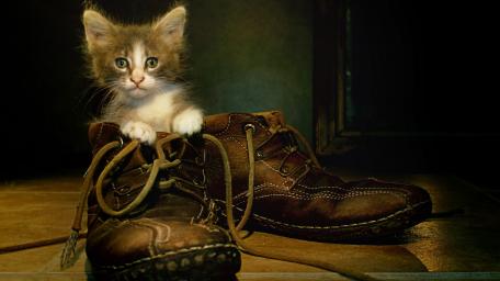 Playful Kitten in Boots Sitting Cutely Among Shoes wallpaper
