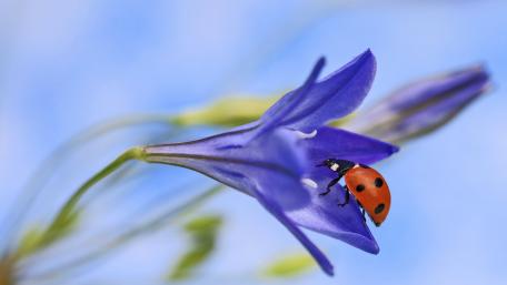 Delicate Ladybug on Vibrant Flower Petals wallpaper