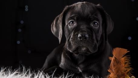 Cane Corso wallpaper