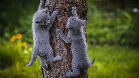 Charming Russian Blue Kittens at Play wallpaper