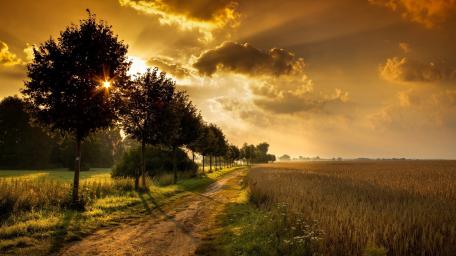 Golden Pathway Through Nature's Beauty wallpaper