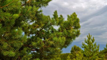 Lush Evergreen Pine Canopy wallpaper