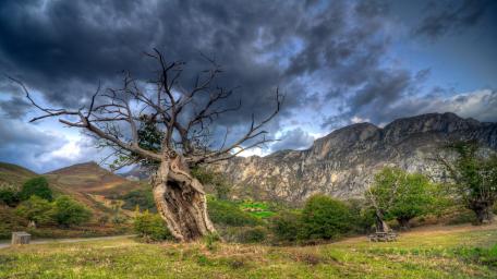Majestic Dry Tree Against Mountain Landscape wallpaper