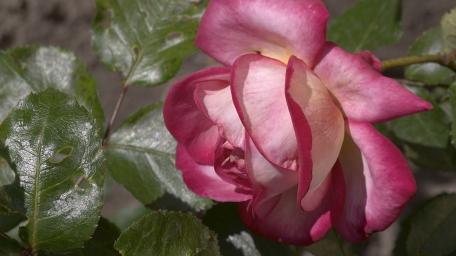 Elegant Pink Rose Blossom in Bloom wallpaper