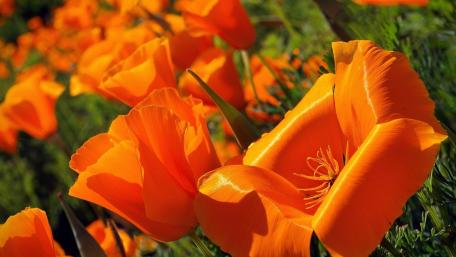 Vibrant California Poppies in Bloom wallpaper