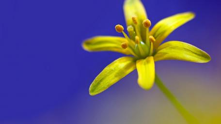 Bright Yellow Bloom Against a Blue Background wallpaper