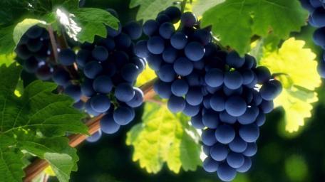 Blue grapes wallpaper