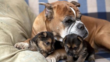 Adorable Puppies with Their Loving Dog Companion wallpaper
