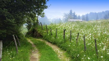 Serene Meadow Pathway Inviting Nature Escape wallpaper