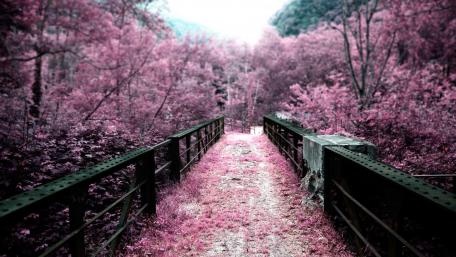 Enchanting Pink Pathway to Serenity wallpaper