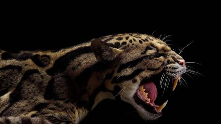 Majestic Leopard Roaring in Darkness wallpaper