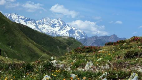 Alpine Serenity in Bloom wallpaper
