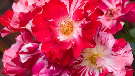 Vibrant Red and White Rose Blossoms wallpaper