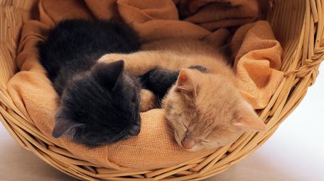 Cozy Kittens in a Basket wallpaper