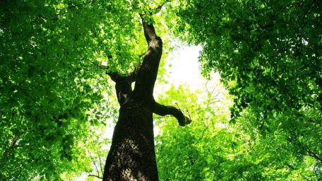 Majestic Green Canopy Above the Tree wallpaper