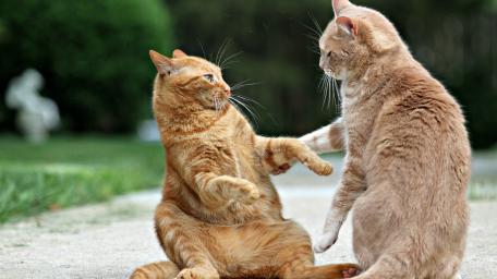 Playful Ginger Cats Enjoying Each Other's Company wallpaper