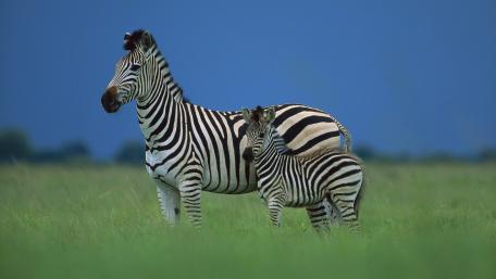 Striking Zebras in Serene Landscape wallpaper