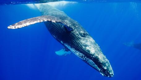 Majestic Humpback Whale Swimming Gracefully Underwater wallpaper