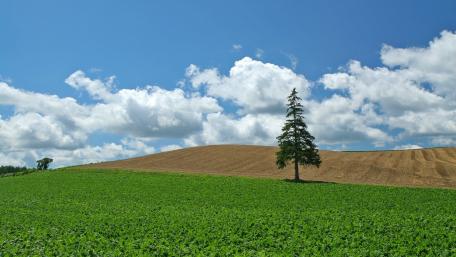 Serene Lone Tree Under Bright Skies wallpaper