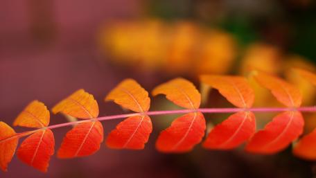 Vibrant Orange Leaves Embrace Autumn Beauty wallpaper