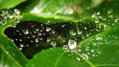 Spider web wallpaper