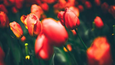 Tulips in Soft Focus Bliss wallpaper