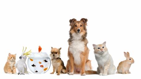 Pets of All Kinds in Harmony wallpaper