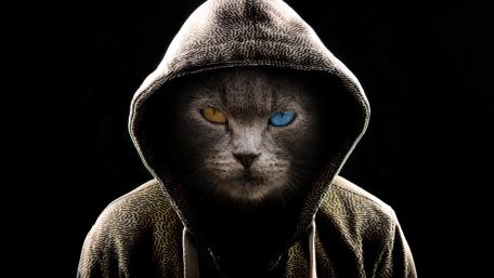 Mystical Hooded Cat with Heterochromia wallpaper