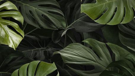 Monstera leaves wallpaper
